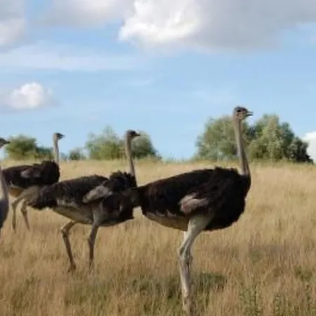 Alleenwiesen By Interhome Holiday home Gerswalde