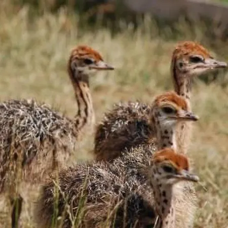 Alleenwiesen By Interhome * Gerswalde