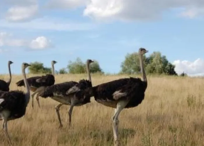 Alleenwiesen By Interhome Сasa de vacaciones Gerswalde