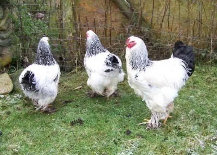 Сasa de vacaciones Alleenwiesen By Interhome *