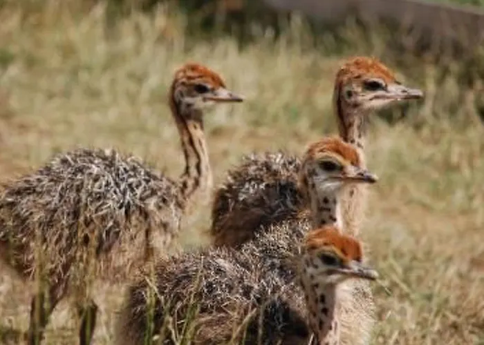 Alleenwiesen By Interhome * Gerswalde