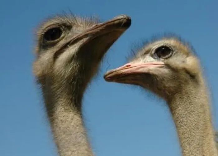 Alleenwiesen By Interhome Holiday home *